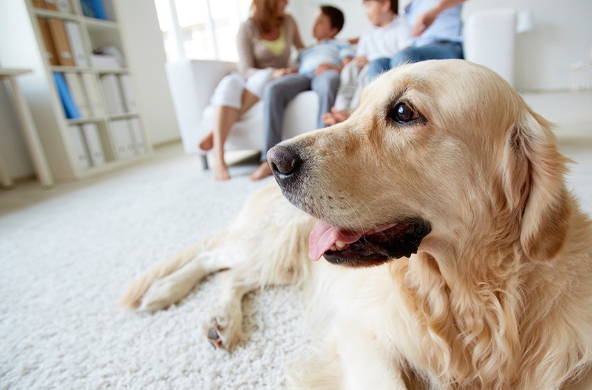O condomínio pode me proibir de ter animal de estimação?