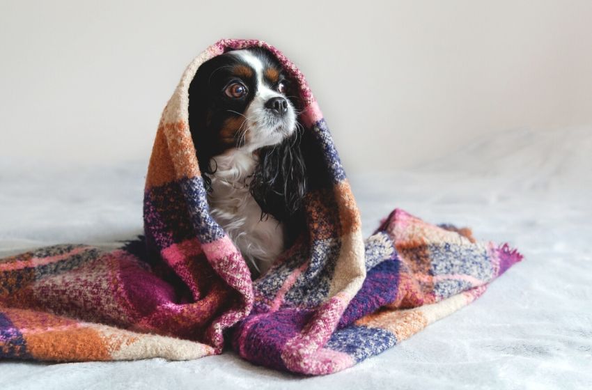 8 dicas de cuidados com animais no inverno.