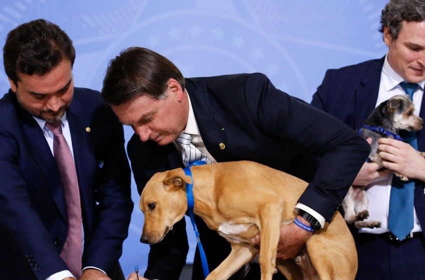 Bolsonaro sanciona lei com pena maior para maus-tratos contra cães ou gatos.