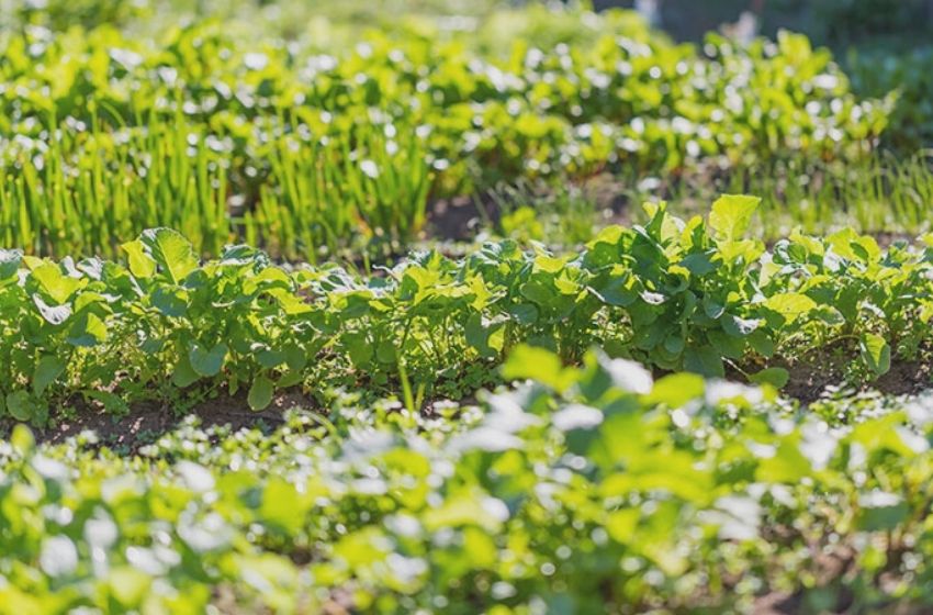 Construção de sustentabilidade torna-se referência em condomínio.