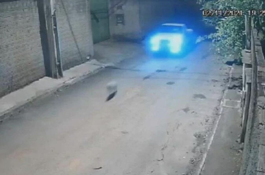 Cadela é perseguida, atropelada e morta em condomínio no DF.