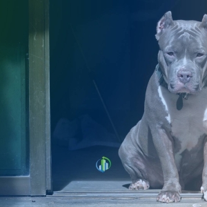 Crianças ficam feridas após ataque de Pitbull em condomínio de Monte Mor